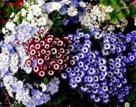 �������� фото