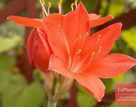 ֳ������� ������ (������ ���������) фото