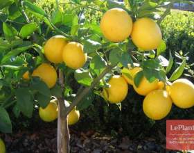 ֳ������������� �������� фото