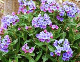 ����� ������� - ������� ��������� фото