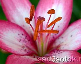 ���� ���������� фото