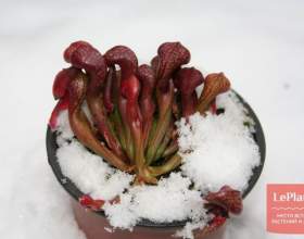 ����������� (�������-�����, ���-�����) фото
