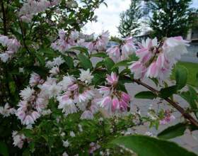 ������ фото