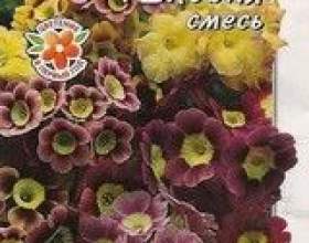 ������ �������� ���������� фото