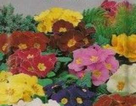 ��������� ����������� � ���� фото