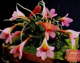 ��������� ���������� фото
