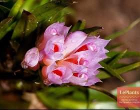 ��������� ����������������� фото