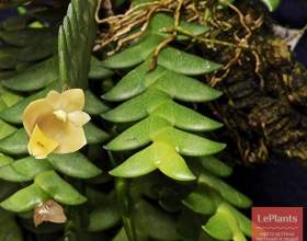 ��������� ������� фото