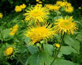 ������� �������. ���� � ������������ фото