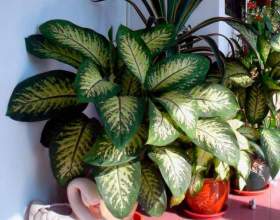 ����������� фото
