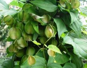 ��������� ��������� � ������������ ������� фото