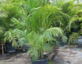 ĳ��� ���������� (������������� ����������) фото