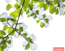 ����� (�����) фото