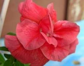 �������� ����������� ������� � ������ фото
