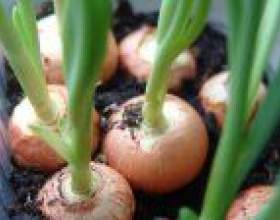 ����������� � ������� ������ ������ фото