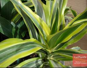 ������� ������� (������� ��������) фото