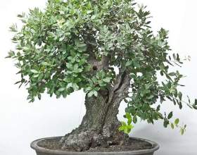��� ���`���� фото