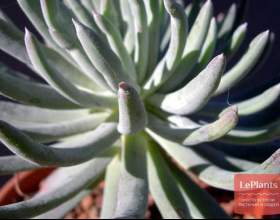 ������ ����� фото