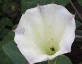 ������, ������ - �������� � ������ фото