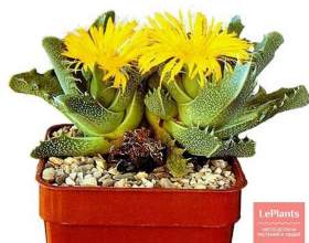 ������� фото