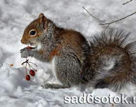 ����� - ������ � ���� фото