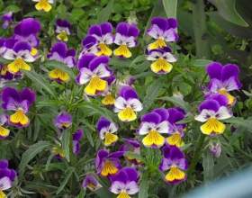 Գ���� ��� ���� ������ - ���������� ������� � ���� фото