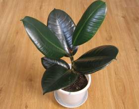 Գ��� ������ / ficus abidjan фото