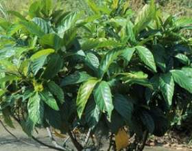 Գ��� / ficus fistulosa фото