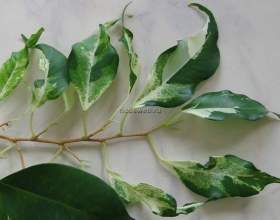 Գ��� ������ / ficus curly фото