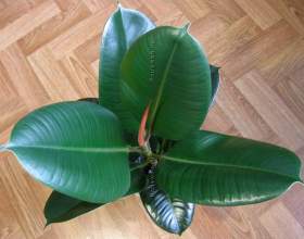 Գ��� ������� / ficus robusta фото