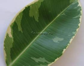 Գ��� �������� / ficus tricolor фото