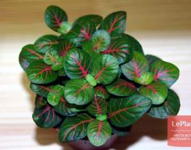 �������� �������� (�������� ����������������) фото