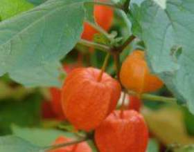 Գ����: �����������, ������ фото