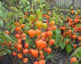 Գ���� фото