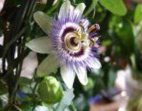 ���-��� ��� �������� �������� фото