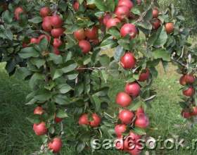 ���������� ����� � ����� �������� ����� фото