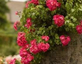 ���������� ������: ������ �� ������������ фото