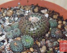 ������� ������� фото