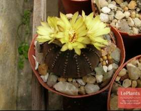 ������� ��������� фото