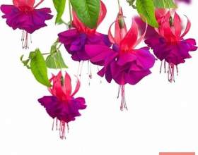����� фото