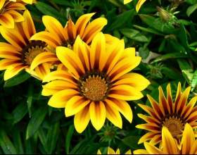 ������� - ����� � ����� ������ фото