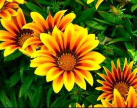 ������� фото
