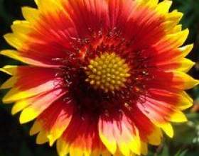 �������� ��������������� ��������� фото