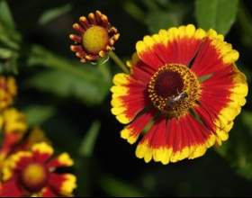 �������� фото