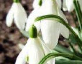 ��������, ��������� (galanthus) фото