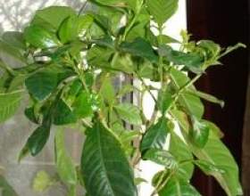 �������� фото