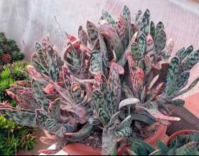 ������� фото