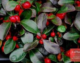 ��������� ������ (������������ ��������) фото
