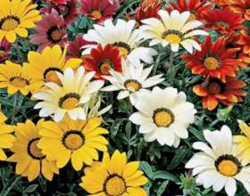 �������. ����������� � ������ фото