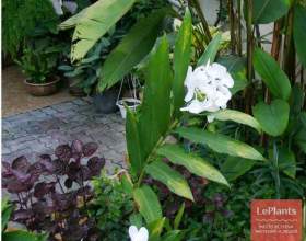 ������� ���������� (������� ����������) фото